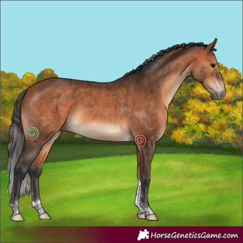 Horse Color:Bay Sabino Tobiano 
