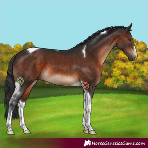 Horse Color:White Spotted Brown Tobiano 