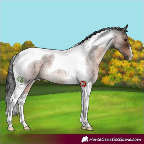 Horse Color:Brown Roan Tobiano 