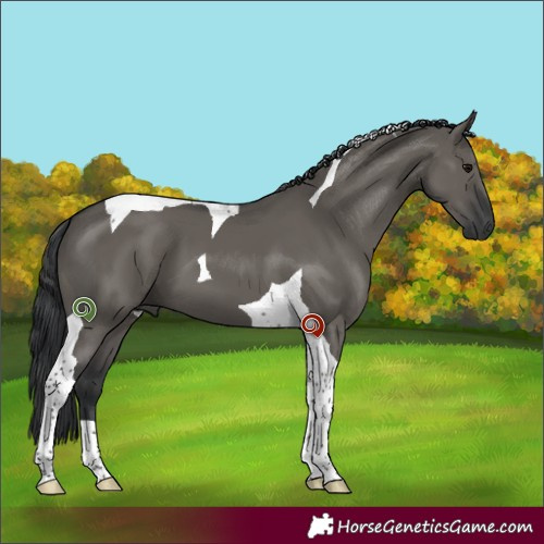 Horse Color:Grullo Tobiano 