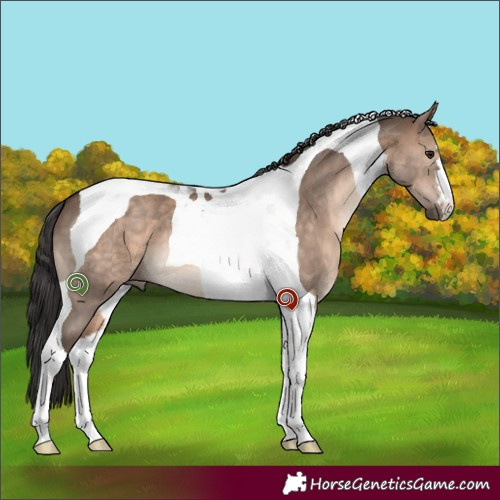 Horse Color:Brown Dun Tobiano 
