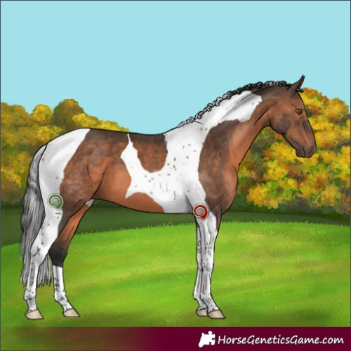 Horse Color:Brown Tobiano 