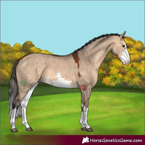 Horse Color:White Spotted Bay Dun 