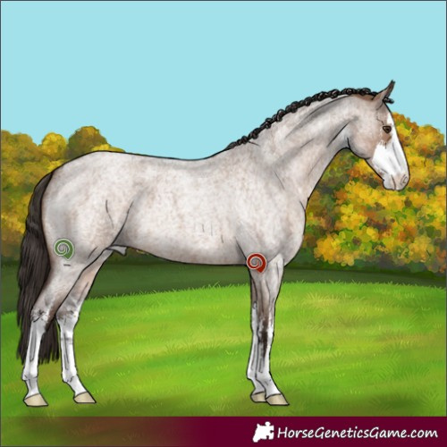 Horse Color:White Spotted Liver Red Dun Roan 