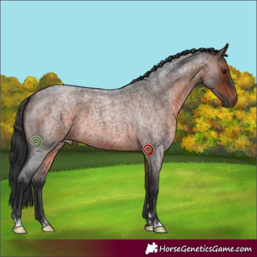 Horse Color:Brown Roan 
