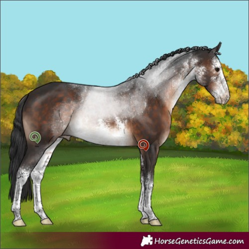 Horse Color:White Spotted Brown 