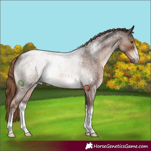 Horse Color:White Spotted Liver Red Roan 