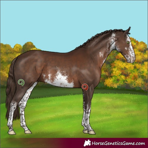 Horse Color:White Spotted Liver Chestnut 