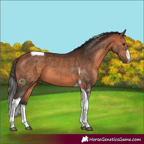Horse Color:White Spotted Bay Tobiano 