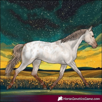 Horse Color:Red Dun Roan Appaloosa 