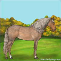 Horse Color:Chocolate Palomino Roan 