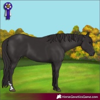 Horse Color:Smoky Black and Smoky Black