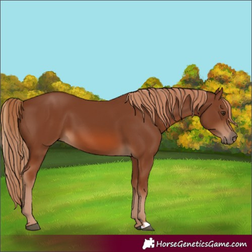 Horse Color:Chestnut 