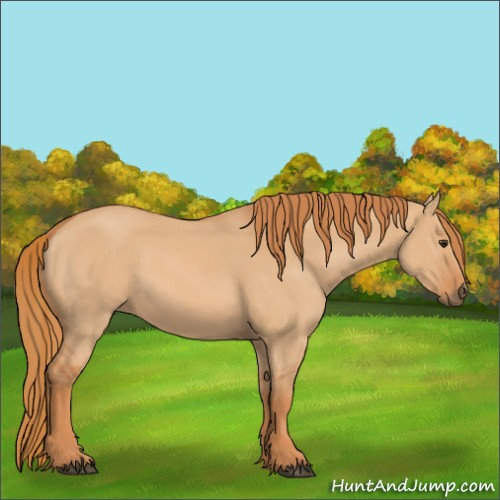 Horse Color:Red Dun 