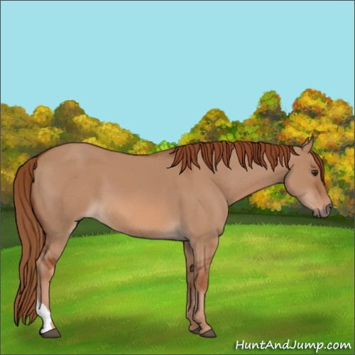 Horse Color:Red Dun 