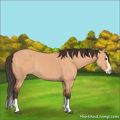 Horse Color:Bay Dun Splash 