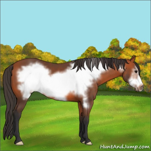 Horse Color:Bay Frame 