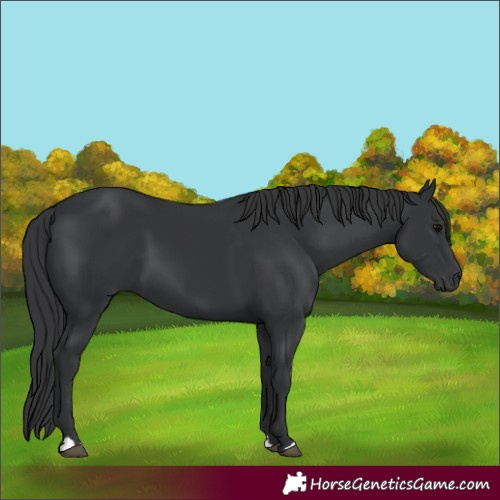 Horse Color:Black 