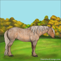 Horse Color:Chocolate Palomino Roan 