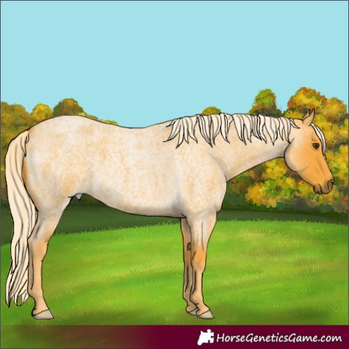 Horse Color:Palomino Roan 