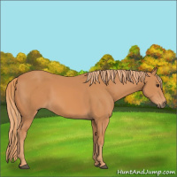 Horse Color:Chestnut Rabicano 