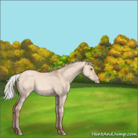 Horse Color:Silver Sable Champagne Dun Rabicano 