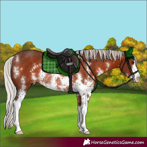 Horse Color:Silver Brown Sabino Rabicano 