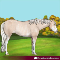 Horse Color:Silver Sable Champagne Dun Sabino Appaloosa Rabicano 