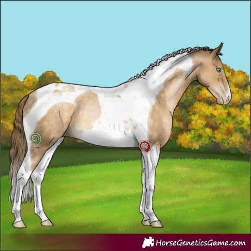 Horse Color:Buckskin Pearl Tobiano Rabicano 