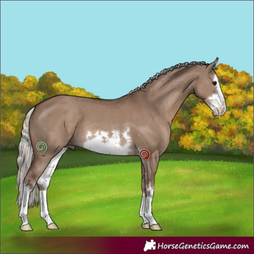 Horse Color:White Spotted Silver Grullo 