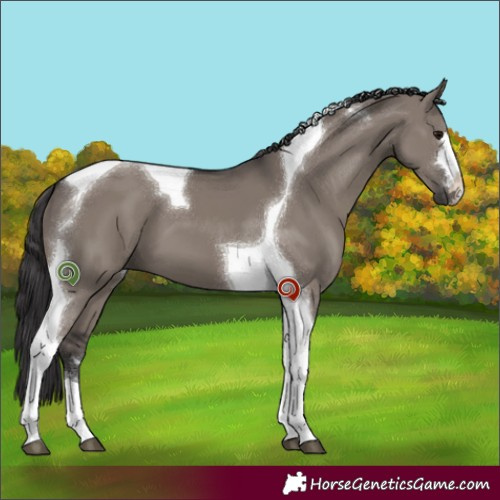 Horse Color:Smoky Grullo Tobiano 