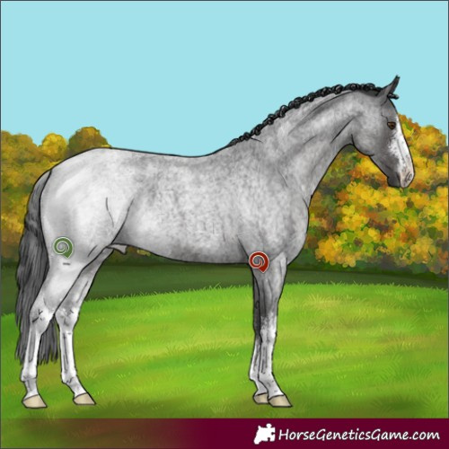 Horse Color:White Spotted Blue Roan 