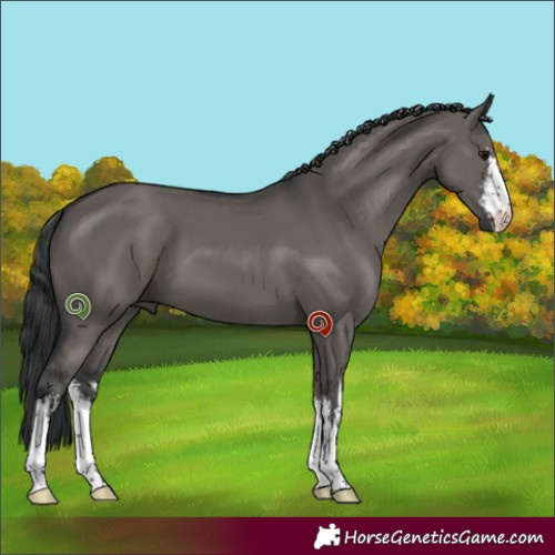 Horse Color:White Spotted Grullo 