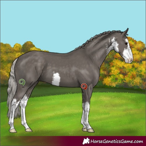 Horse Color:White Spotted Silver Black 