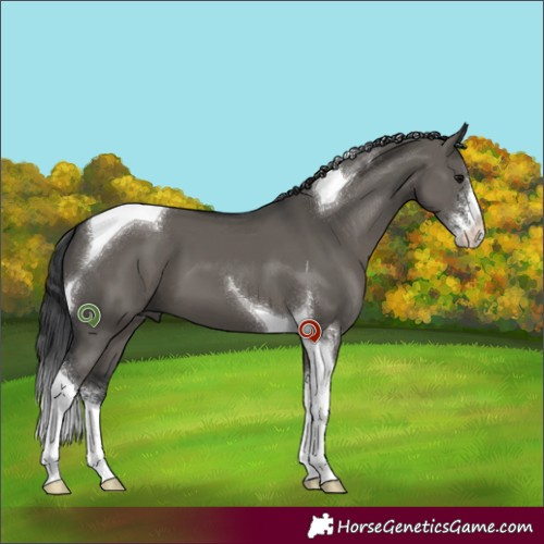 Horse Color:Grullo Sabino Tobiano 