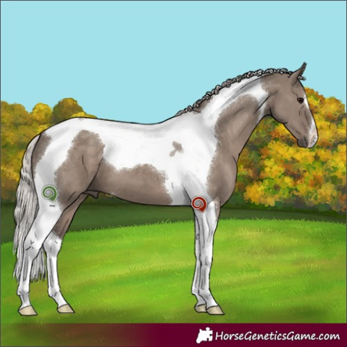 Horse Color:Silver Grullo Tobiano 