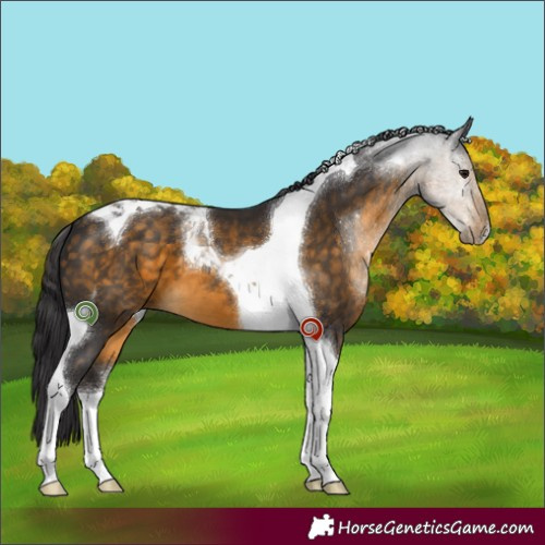 Horse Color:Buckskin Tobiano 
