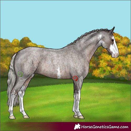 Horse Color:White Spotted Silver Blue Roan 