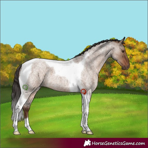 Horse Color:Liver Red Dun Roan Tobiano 