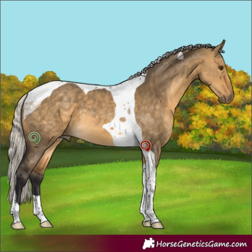 Horse Color:Silver Buckskin Dun Tobiano 