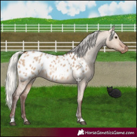 Horse Color:Silver Brown Dun Appaloosa 