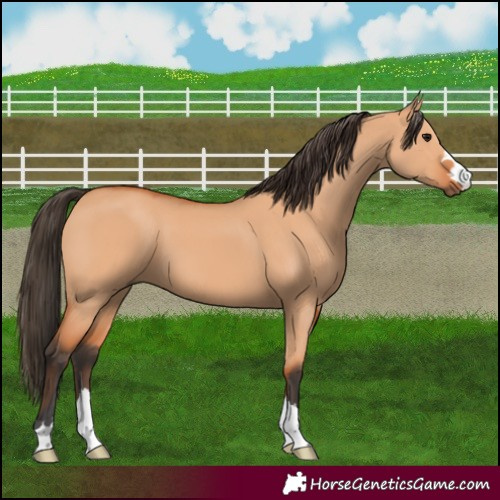 Horse Color:Bay Dun 
