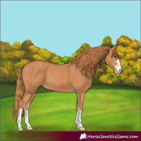 Horse Color:Chestnut 