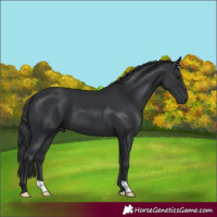 Horse Color:Black 