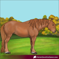 Horse Color:Chestnut 