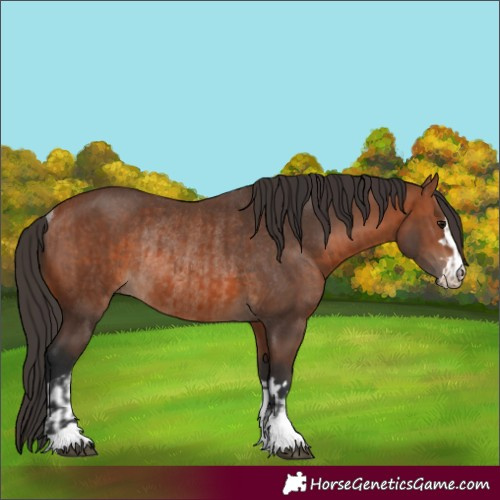 Horse Color:Bay Rabicano  and Bay Rabicano 