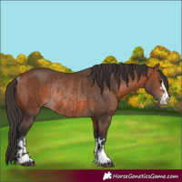 Horse Color:Bay Rabicano  and Bay Rabicano 