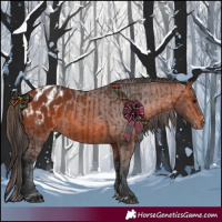 Horse Color:Bay Rabicano  and Bay Appaloosa Rabicano 