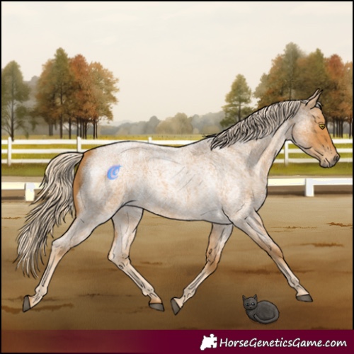 Horse Color:Palomino Roan