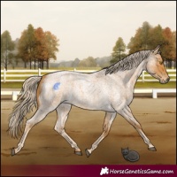 Horse Color:Palomino Roan 
